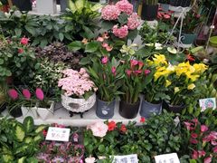 -秦美花卉(天朗·莱茵小城2期店)