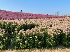 -径山花海