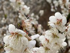 -广州市流溪河国家森林公园