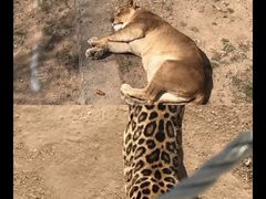-西霞口神雕山野生动物世界