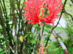-曼听御花园