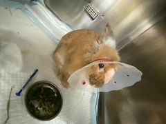 -爱诺耐芙动物医院(万博店)