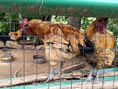 -舒家湾天主教堂