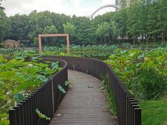 -陈家山荷花公园