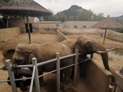 -西霞口神雕山野生动物世界