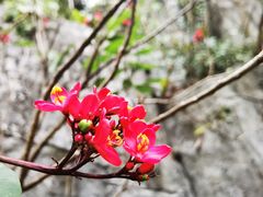 -深圳国际园林花卉博览园