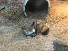 -清迈夜间动物园