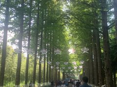 -黄海国家森林公园