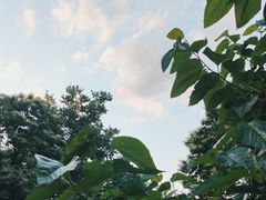 -鱼子山桑葚生态采摘园