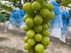 -马陆小张葡萄园农家乐