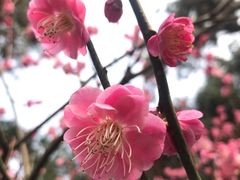 -杭州植物园