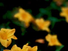 -国家植物园