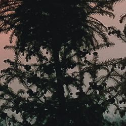 -凡碧诗毛孔收细