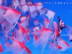 -华声天桥民俗文化园