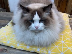 -喵屿·大理花园猫咖