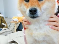 -柴迷FANS CLUB·柴犬狗咖·猫咖