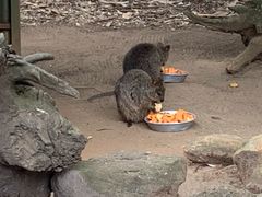 -费瑟代尔野生动物园