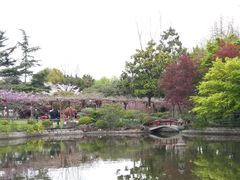 -嘉定紫藤园