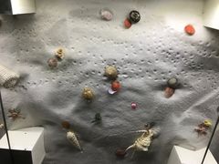 -青岛贝壳博物馆