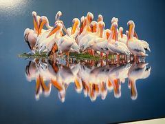 -罗红摄影艺术馆