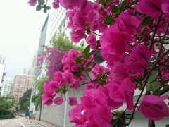 -香港大学