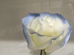 -FEI FEI FLOWER鲜花店·气球派对·宝宝宴布置(虹口德必运动Loft店)