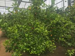 -南通洲际绿博园