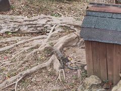 -野象谷景区