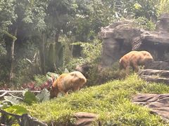 -海南热带野生动植物园