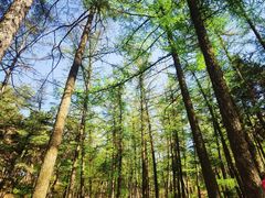 -鲁山国家森林公园