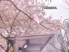 -上海环球金融中心骑迹50年环球之旅