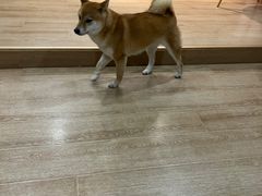 -南京Hallo宠物乐园·哈罗犬舍·柴犬繁育基地