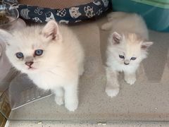 -糯米喵星人总部直营旗舰店·猫舍·幼猫出售
