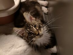 -猫大福·Fortune Cat猫舍(百子湾店)