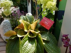 -中国科学院华南植物园