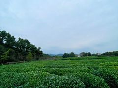 -龙坞茶村