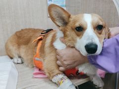 -北京观赏动物医院·24小时大型综合·猫专科·异宠专科