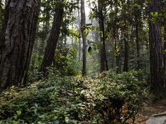 -铁山坪森林公园