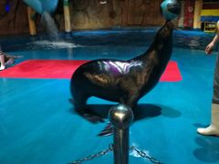 -烟台海昌鲸鲨海洋公园