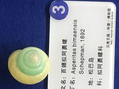 -贝壳王国博物馆