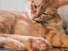 -平行世界·猫咖(首经贸店)
