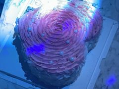 -CAKE BOSS 蛋糕老板(西单君太百货店)