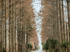 -黄海国家森林公园