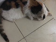 -骐奇宠物诊疗中心(南亭公路店)