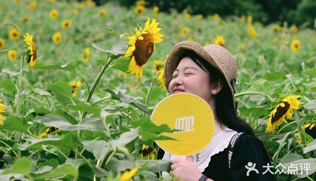 重庆夏天去哪里? || 北碚区向日葵免费拍照