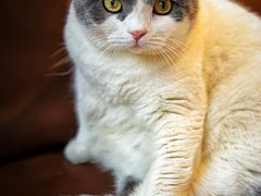 -MOCHA明星猫咖(田子坊店)