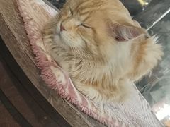 -more than meow吴止猫主题餐厅(承德 中船汇店)