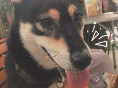 -柴犬高等学院·狗咖·柴犬售卖·宠物训练