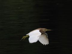 -重庆彩云湖湿地公园