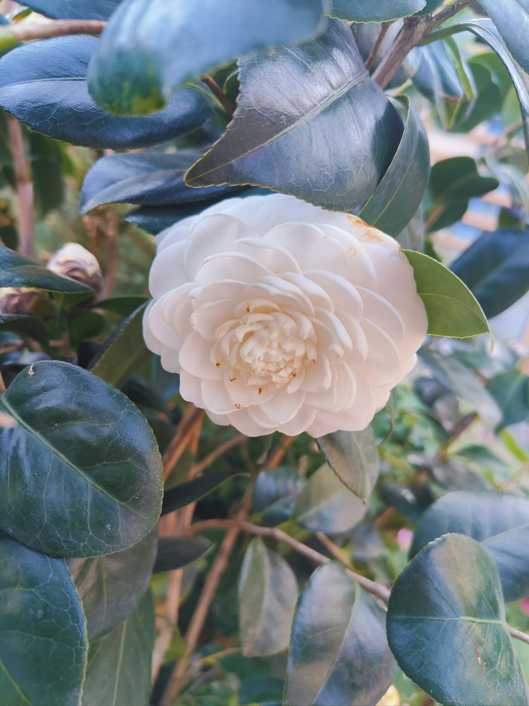 野生白茶花图片